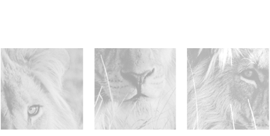 Congruens logo
